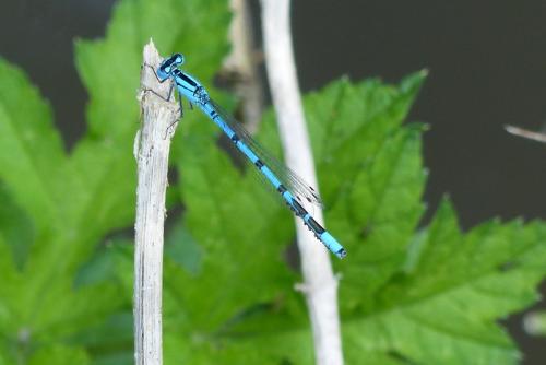 Enallagma cyathigerum